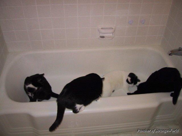 CatPile