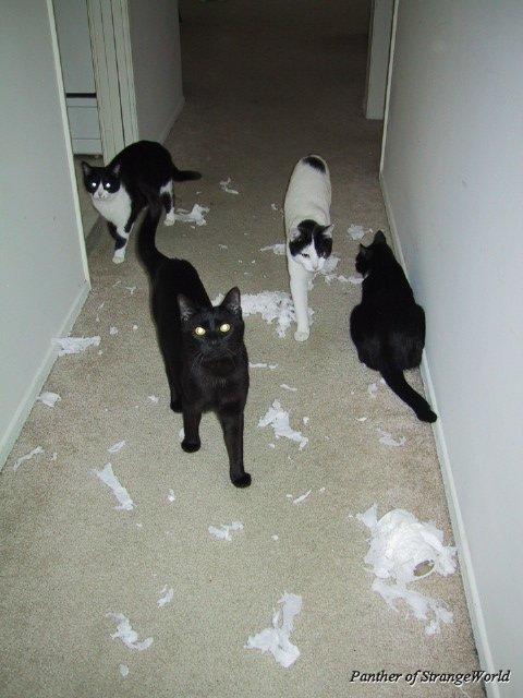 CatsAtPlay