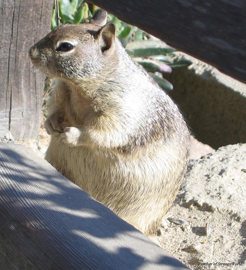 Squirrel