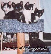 Cats