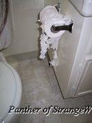 CatToy