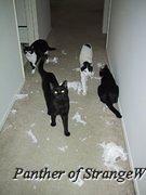 CatsAtPlay