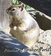 Squirrel