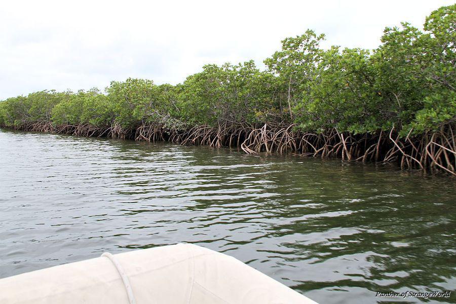 17 Mangrove
