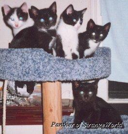 fivekittens