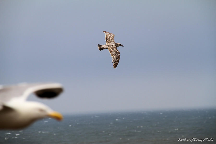 05 - Seagulls (3794)