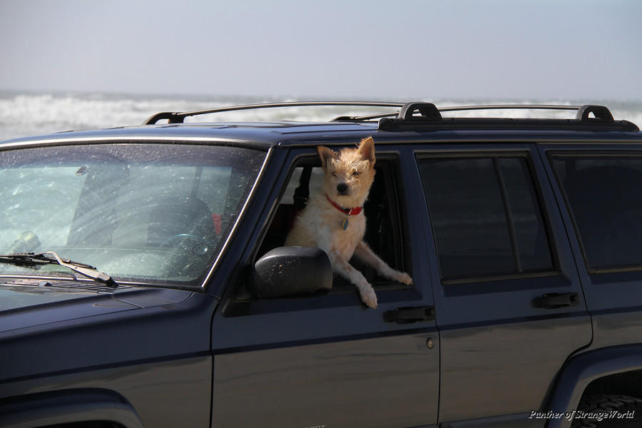 09 - Jeep Dog (3997)