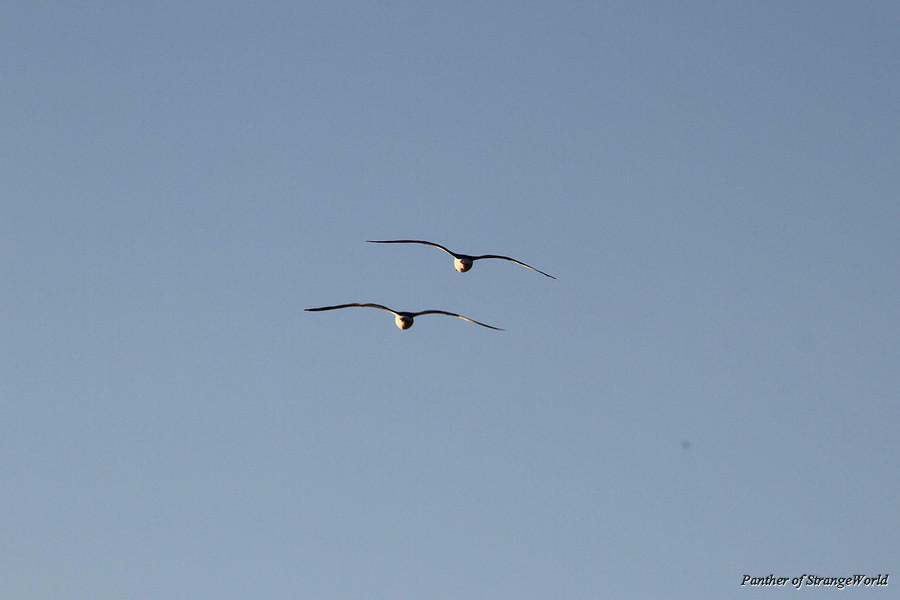 16 - Formation Flyers (4145)