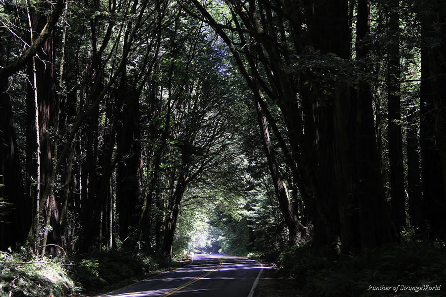 21 - Forest Road (4341)