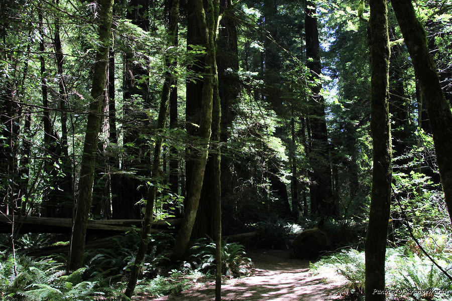 22 - Redwood Forest (4343)