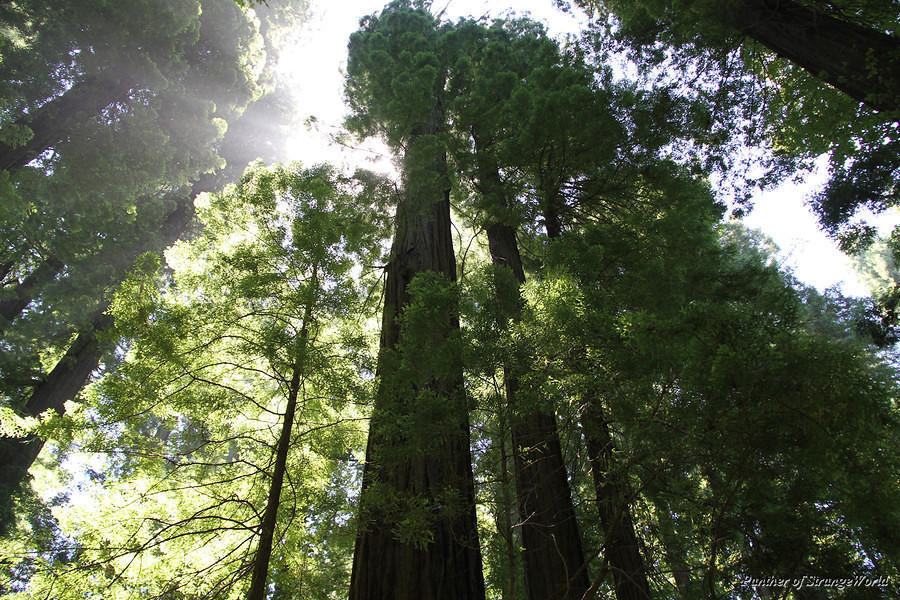 23 - Redwoods Up (4366)