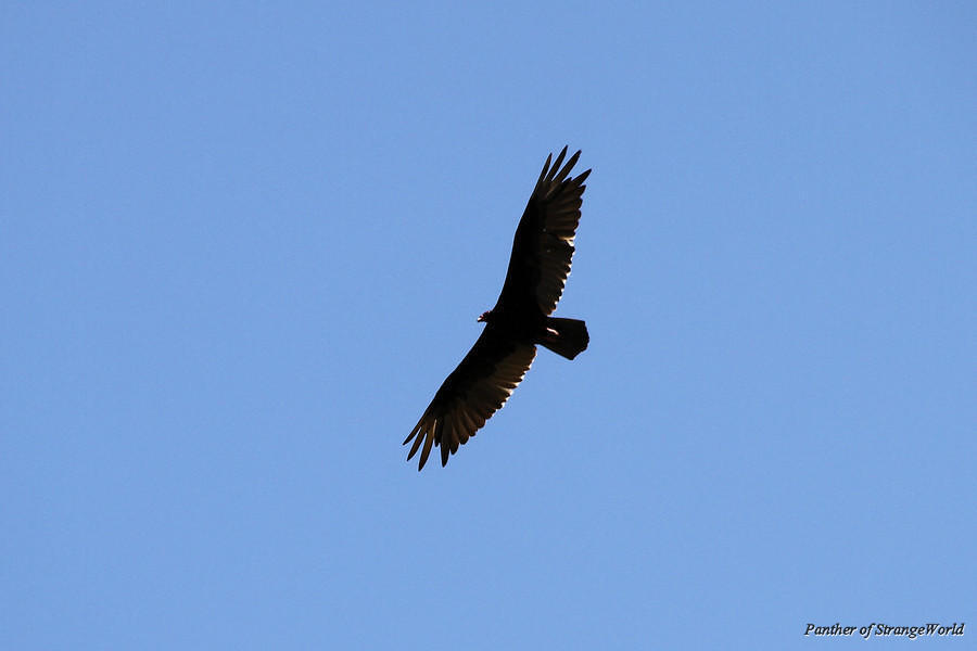 24 - Vulture (4460)