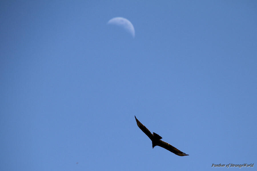 25 - Moon Vulture (4464)