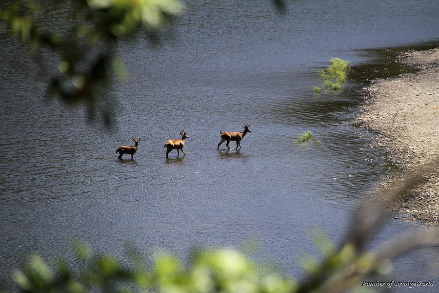 26 - Deer Trough Trees (4488)