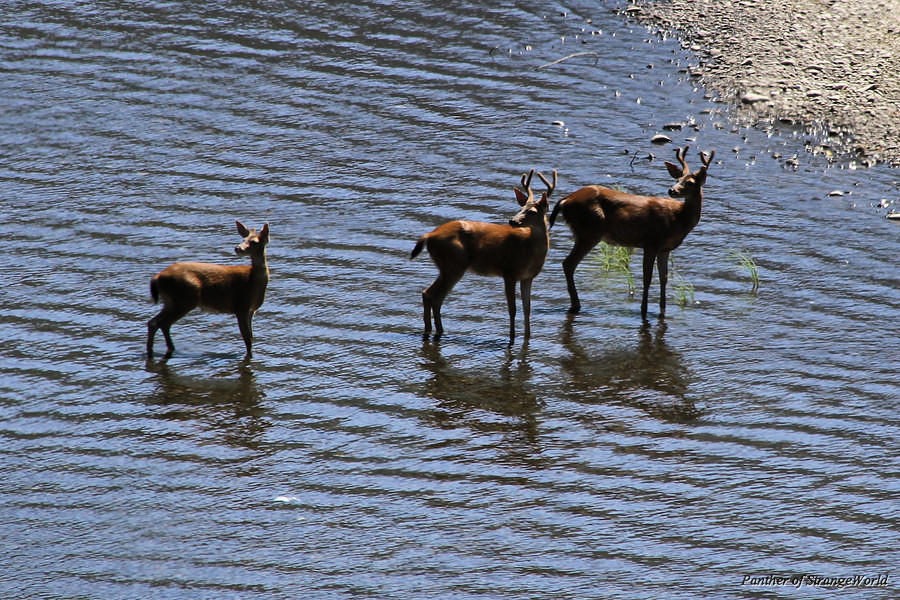 27 - Deer (4513)