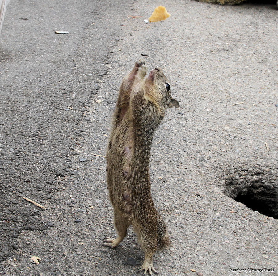 30 - Eager Chipmunk (4885)