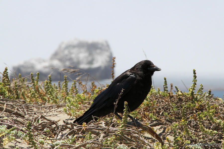 31 - Raven (4902)