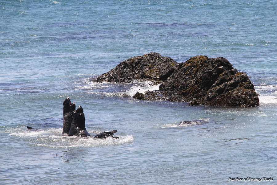 32 - Seals (4954)