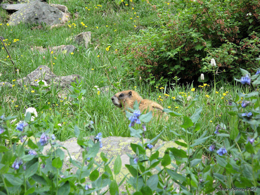 31 - Marmot