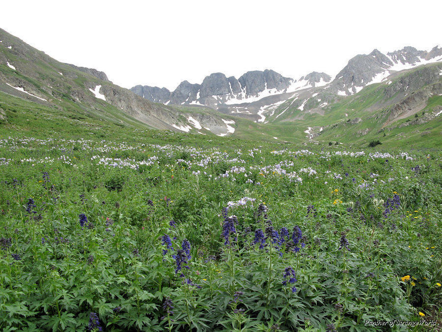 32 - Wildflowers