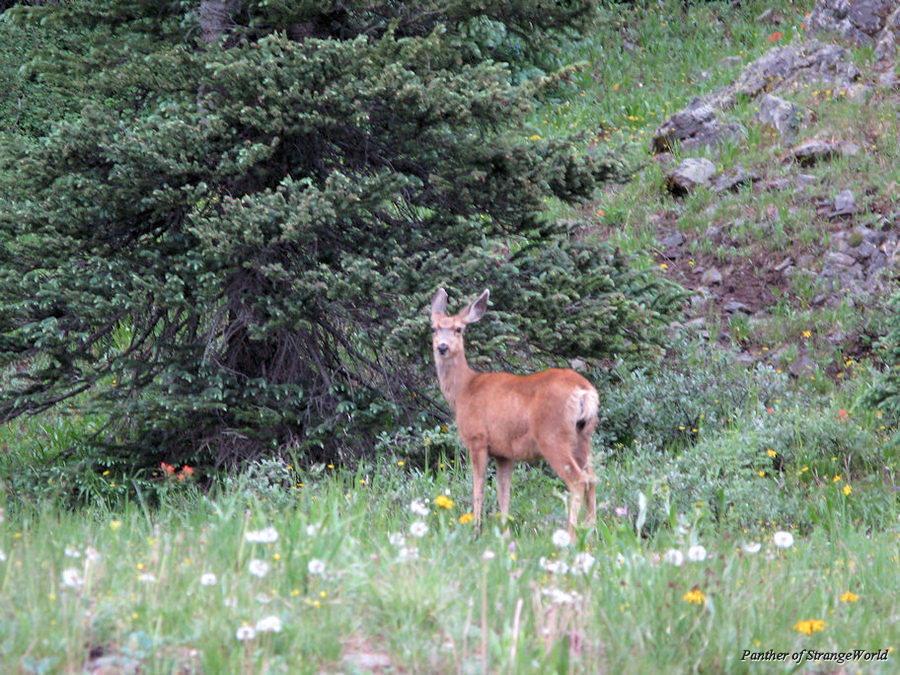 40 - Deer