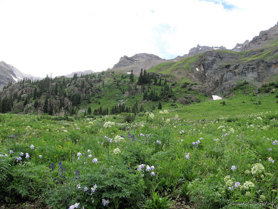 42 - Wildflowers