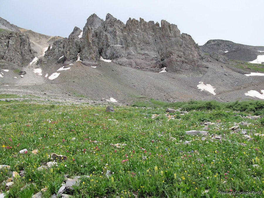 47 - MoreWildflowers