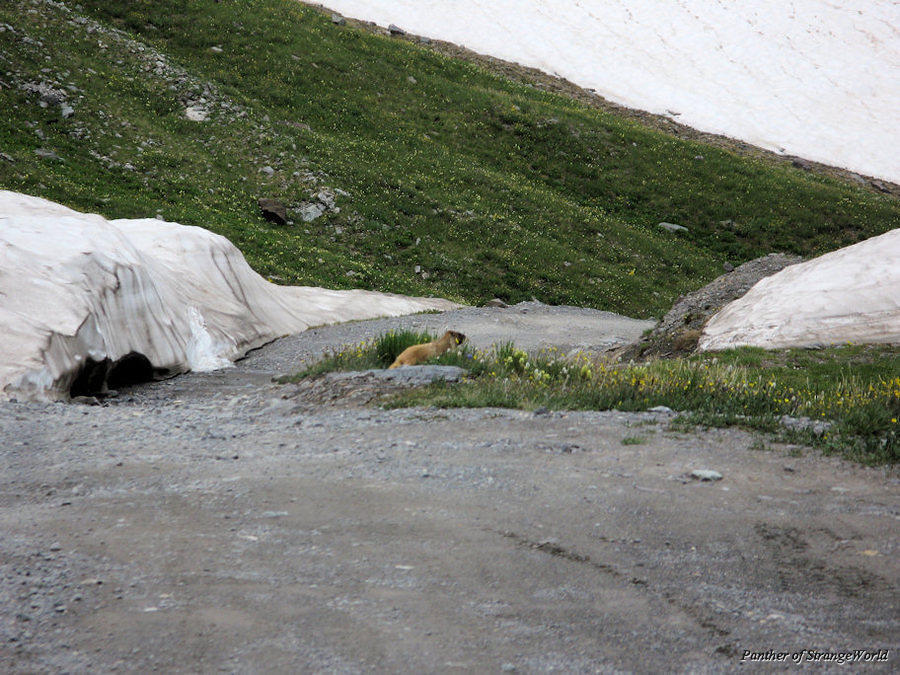 54 - MarmotInRoad