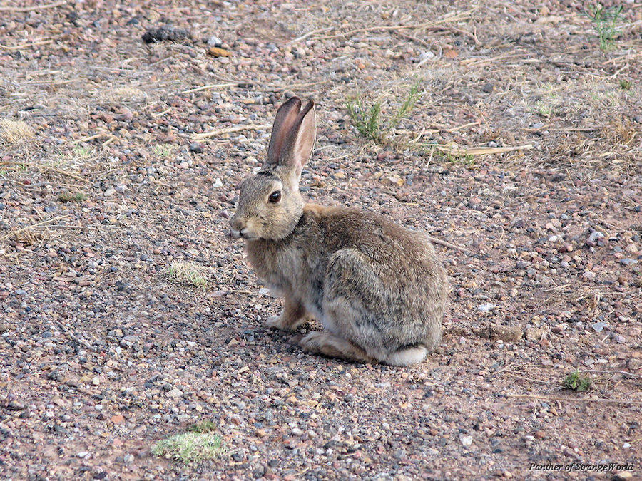 71 - Cottontail