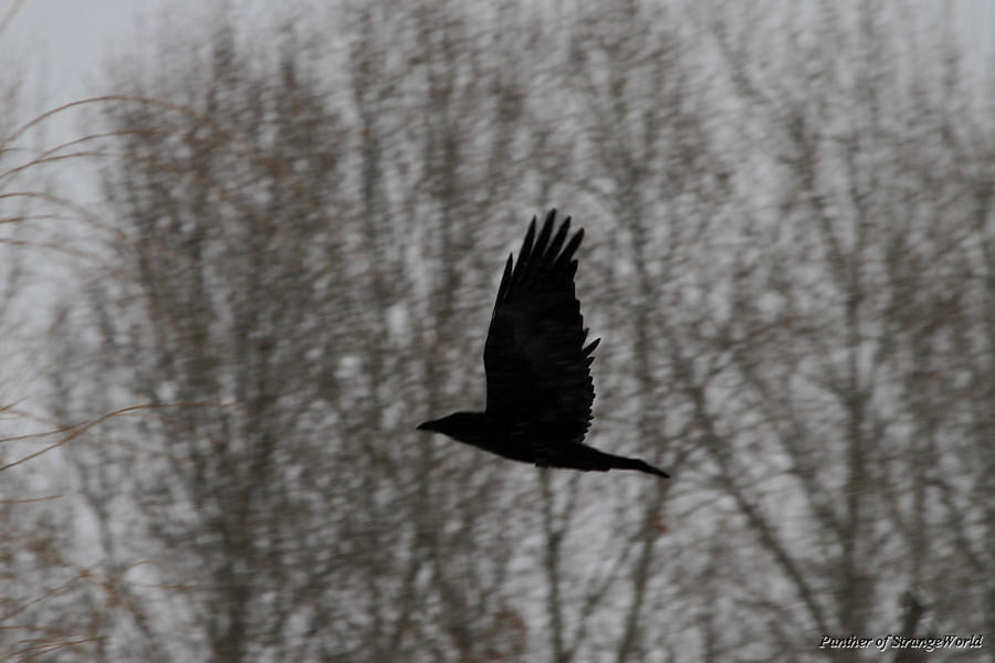 10-Raven