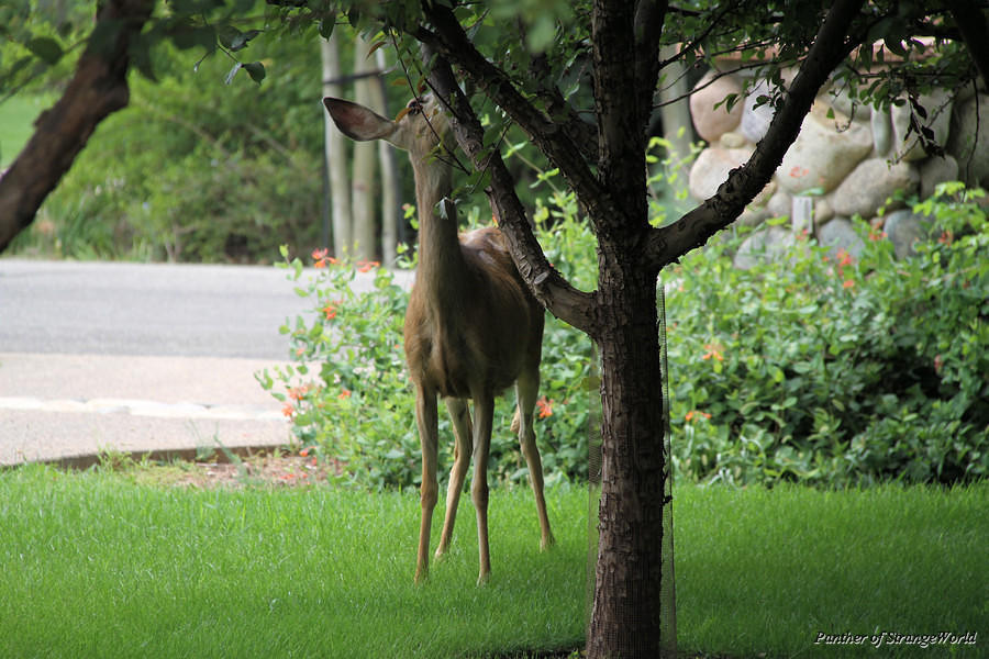 05 - Deer In Yard (5366)