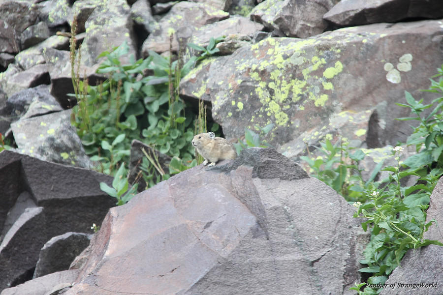 23 - Pika (5833)