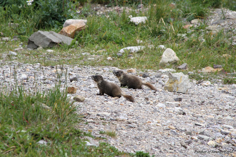 24 - Watchful Pair (5845)