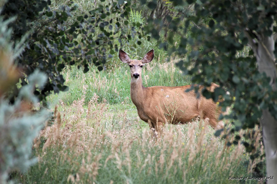 26 - Deer Through Trees (5940)