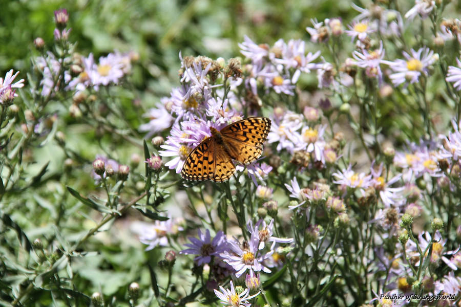 28 - Flutterby (6163)