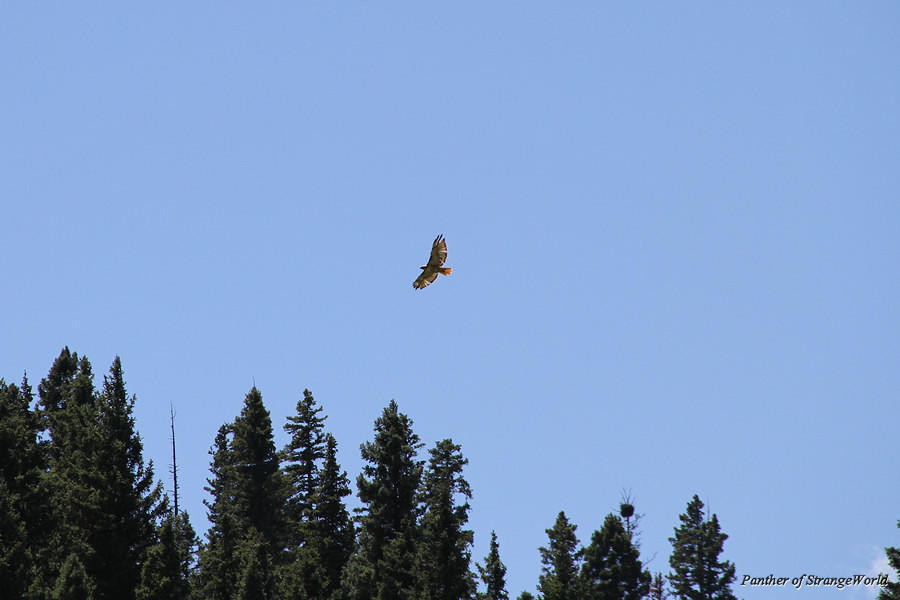 29 - Red Tailed Hawk (6175)