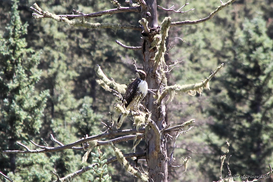 30 - Peregrine Falcon (6217)