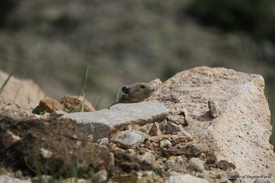 34 - Curious Pika (6340)