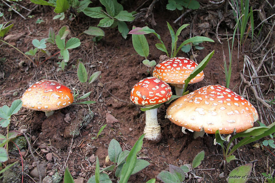 38 - Mushrooms (6390)