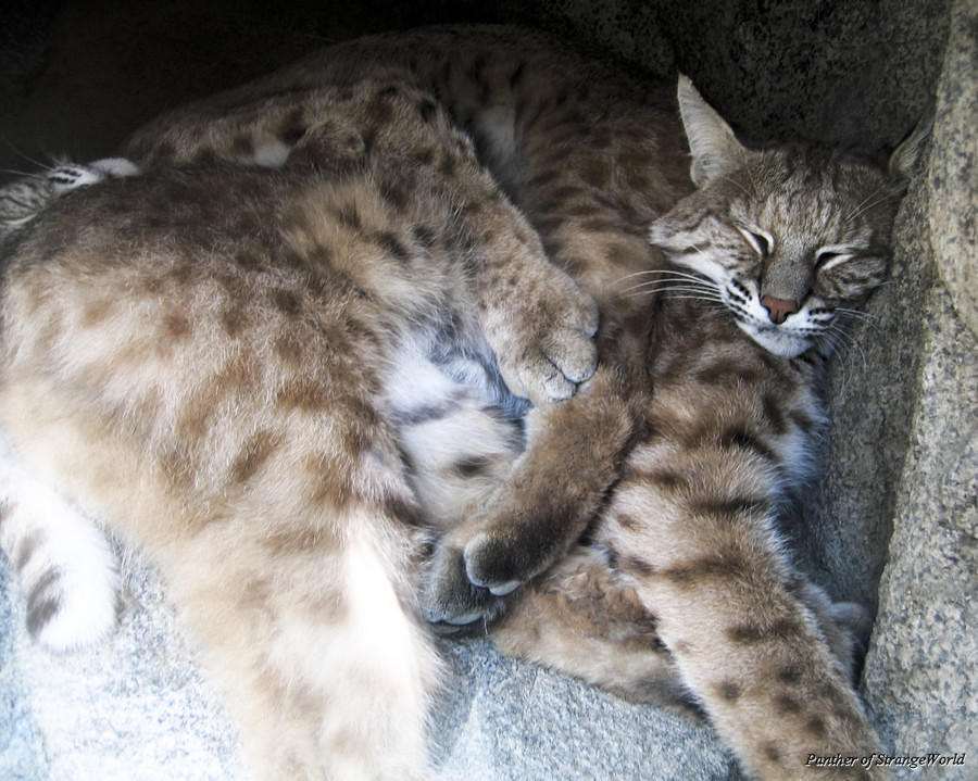 Bobcats