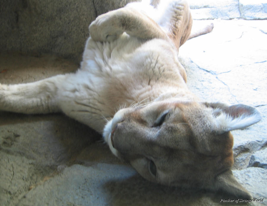 MountainLion1