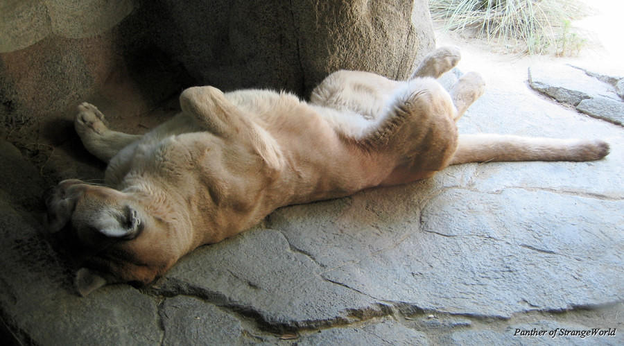 MountainLion2