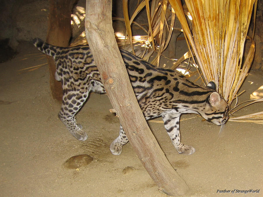 Ocelot
