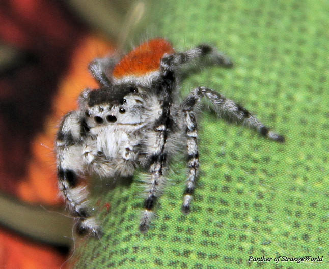 StrangeSpider2
