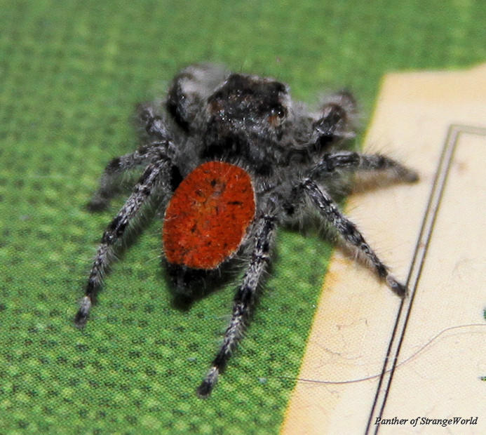 StrangeSpider3