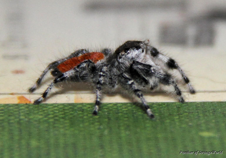 StrangeSpider4