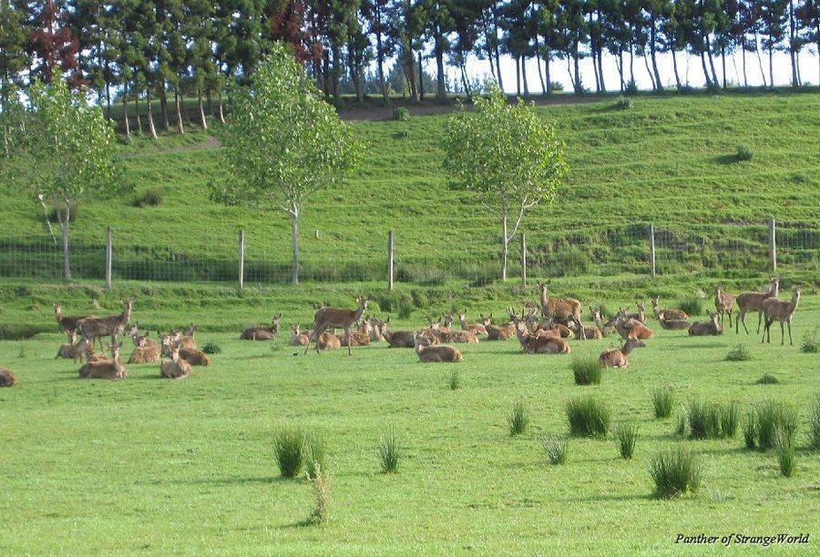Reindeer