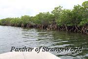 17 Mangrove