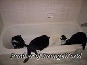 CatPile