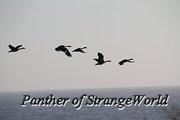 IMG 4182